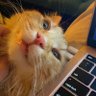 maricoppers's profile picture. Cat mom, video game enthusiast, occasional writer.