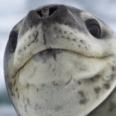 Magica_hums's profile picture. Brainrot