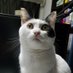 たーし@Twitch (@games_taashiss) Twitter profile photo たーし@Twitch (@games_taashiss) Twitter profile photo