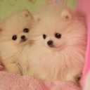 elizabeth dodson - @lol_me123 - Twitter