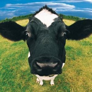 M4rgueriteMeuh's profile picture. meuh