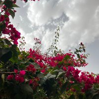 سحاب (@sahab_alqhtani) 's Twitter Profile Photo