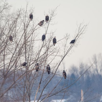 We support protecting the Bald Eagles and their roost on Onondaga Lake and other birds and wildlife that live in relationship with the lake.