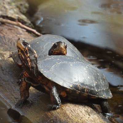 Christian, love the Liberty Flames, Philadelphia Eagles and other Philly sports teams.  Do reptile/amphibian and other animal photography for hobby.