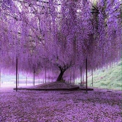 memora_memoco's profile picture. twitterはメモ帳です( ⓛ ω ⓛ )