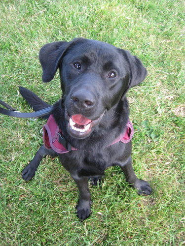 Catch_autismdog's profile picture. To tell the story of Catch the #Autism Assitance Dog and how he helps his person Kaitlyn