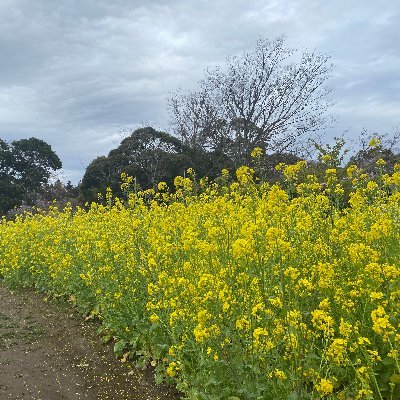 房総暮らしを楽しんでます。