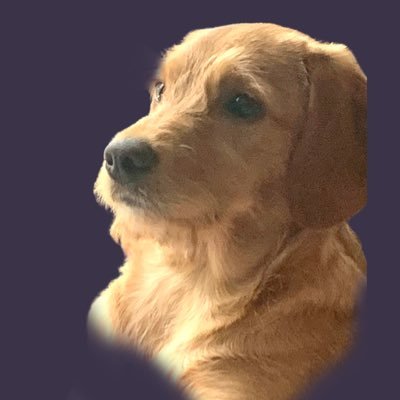 DogBettyLou Profile Picture