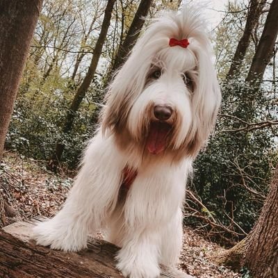 I'm Leni, the happy go lucky bearded collie 🐶