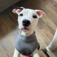 shingles (@shinglebobble) 's Twitter Profile