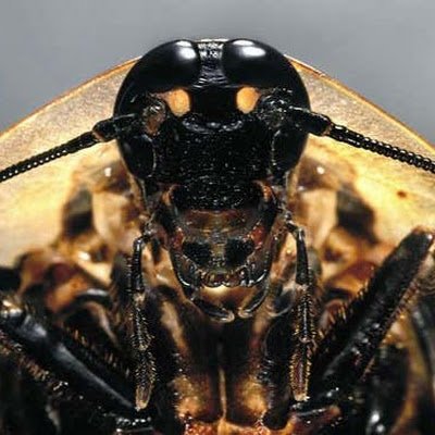 DorianMode8's profile picture. 
