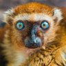 BadLemur1's profile picture. A mischievous monkey.