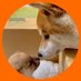 シヴァ犬こむぎっす🐾豆シヴァわらび (@shibamugi28) Twitter profile photo シヴァ犬こむぎっす🐾豆シヴァわらび (@shibamugi28) Twitter profile photo