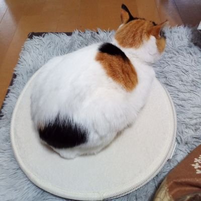 sathiareya5151's profile picture. ✨🧑👩🧑三毛🐱♀・👧・🧑⚽✨