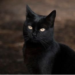 Los gatos representan la espiritualidad. Son seres iluminados que transmiten calma y armonía.