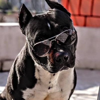 sonlordanthony's profile picture. “Fikrimi çalmaları mühim değil… Asıl mühim olan kendi fikirlerinin olmaması.”