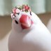 ほたてと文鳥しらす𓅪 (@fm_hotatechan) Twitter profile photo ほたてと文鳥しらす𓅪 (@fm_hotatechan) Twitter profile photo