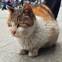 Fox_block (@fox__block) 's Twitter Profile Photo Fox_block (@fox__block) 's Twitter Profile Photo