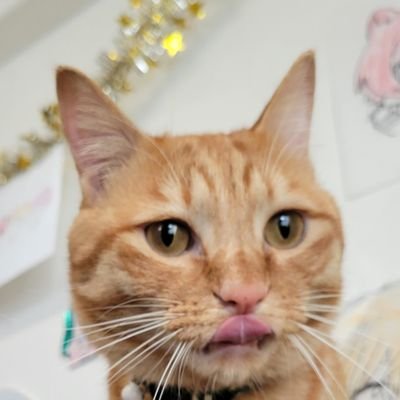 sitarai200421's profile picture. にゃんとの楽しい生活☆彡