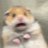 Condensed_Milke's profile image