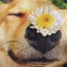 VBA00398699's profile picture. (mos各種)Excel、Access/VBA (SDクラウン) ビジネス統計sp両方、FE、簿記2級取得、行政書士の勉強はじめます！RPA各種、モダエク等。色々勉強させて下さい ゲーム、アニメ好き。普段は劇伴作家、DTM(FL)、をやっております。某お城に行くと私の曲流れてたりします。