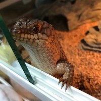 けーすけ (@reptile_kei) 's Twitter Profile