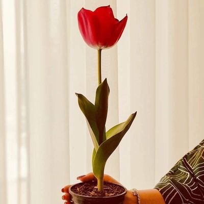 MLK_198's profile picture. Arif_1988