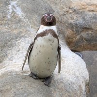 ペンギン🐧 (@penguin__315) 's Twitter Profile