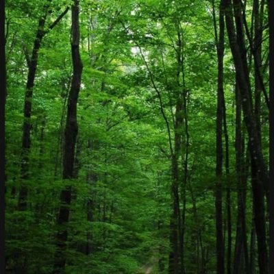 Jimi_Randy's profile picture. Seorak Jiri Halla