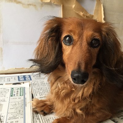 sakurakani17's profile picture. 2025年10月8日、カニンヘンダックスさくら20才6カ月と7日でお空へ

１７才の4月１日バースデーに、Twitter＆you tubeデビュー♪
https://t.co/yflHHrLAYk
よろしくお願いします😊