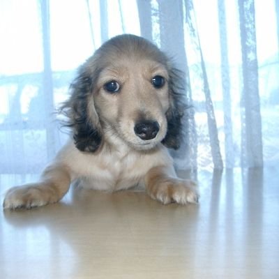 aeru19931's profile picture. Aimerさんの音楽が癒やしと幸せです🎶プロバスケ観戦歴12年目🏀 フォロー歓迎です。無言フォロー失礼します。 Aimerさんの「祈り」が最大の癒しの言葉でした。 よろしくお願いします🍎