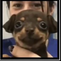 RadicaleLibero (@radicalelibero1) 's Twitter Profile