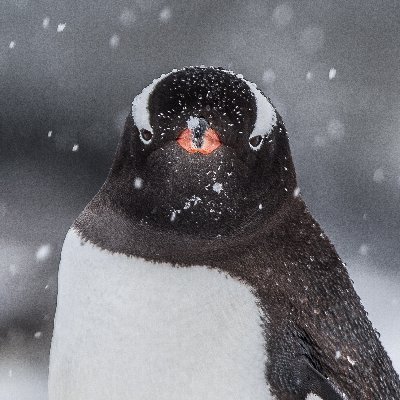 Pen_Gentoo Profile Picture