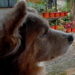 BreadlessRedgie's profile picture. di ako ajijsdwijdww