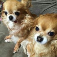 yoshide (@yoshide7) 's Twitter Profile