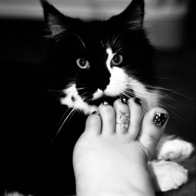 Pansxlslavecat1's profile picture. pasif, köle ruhlu kişi / passive who has slave spirit