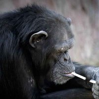 tu pae (@nachohermono) 's Twitter Profile