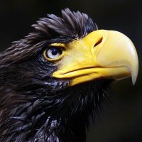BittyPetrarch (@anarchpetditty) 's Twitter Profile