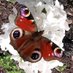 Surrey Docks Farm Wildlife (@sdfwildlife) Twitter profile photo