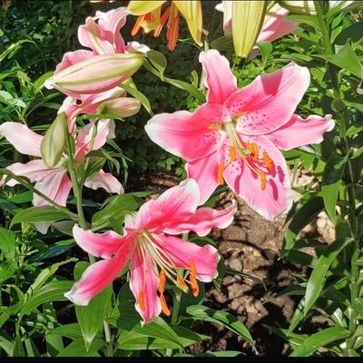 Self taught gardener🌿. I want to share my love for gardening 🌿🌺. 💚hostas and lilies.