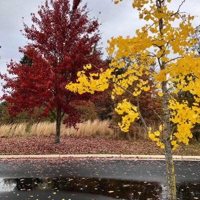 rafiq_noori's profile picture. Same shit different ways