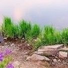 Cesur_yuerek's profile picture. Türkiyede iki tür takim vardir .
Fenerbahce ve digerleri. kimsenin hayrani degilim gt yoksa unf ....