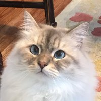 Forest (@forest9898) 's Twitter Profile