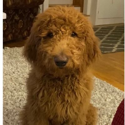 I’m a 6 month old Golden doodle. I love sticks and playing outdoors. I’m sneaky and love swiping things mom says I can’t have.