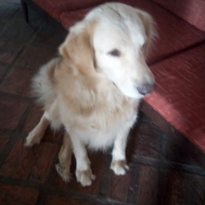 LuisCol47528039's profile picture. 