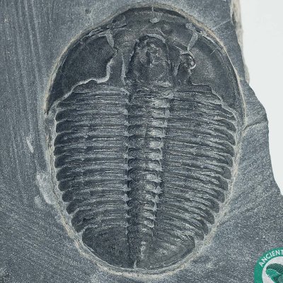 RockDocDoug's profile picture. I have achieved partial omniscience