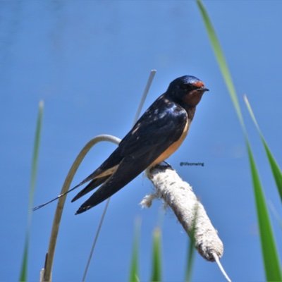 Aerial Insectivore Science & Research Network Profile