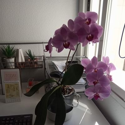 maricar41835350's profile picture. Porque otro mundo más igualitario es posible. Feminista y comprometida con la política sana de Compromis.