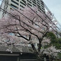 ごみの雑学! (@pbsnmtxnz29ysv9) 's Twitter Profile