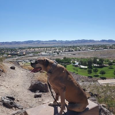 Jessesellsvegas's profile picture. 